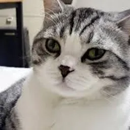 BuLLDoG avatar